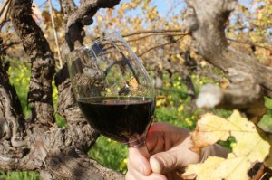 wine photography